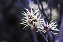 Winter in the Garden